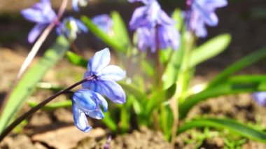 BlueBell çiçekleri baharda güneşli bahçede yetişir..