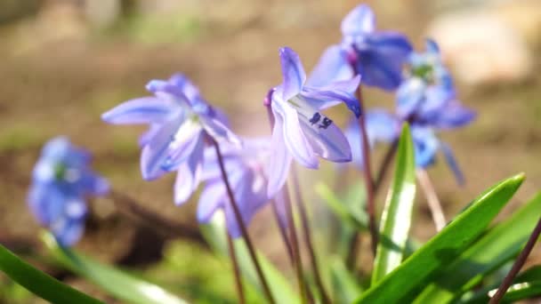 Zahradě Rostou Květy Bluebellu Boční Pohled — Stock video