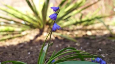 BlueBell 'in küçük mavi çiçekleri bahar bahçesinde yetişir. Yan görünüm, yakın çekim