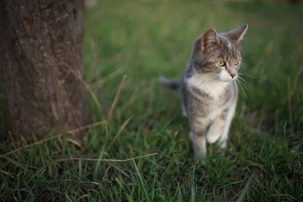 Söt Ung Maneki Neko Kitty Promenad Vår Trädgård Härlig Katt — Stockfoto