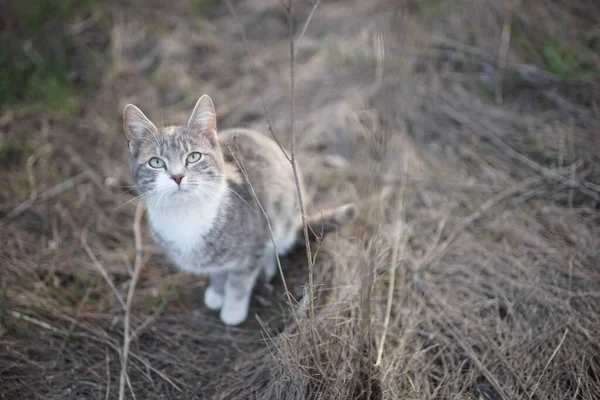 Bahçedeki Sevimli Kedi Portresi Kuru Çimlerin Üzerinde Oturan Yavru Kedi — Stok fotoğraf