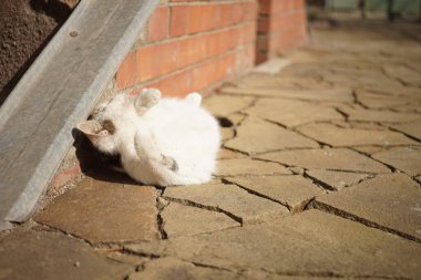 Güneşli bahçede güneşlenen beyaz kedi, baharda sevimli bir evcil hayvan portresi