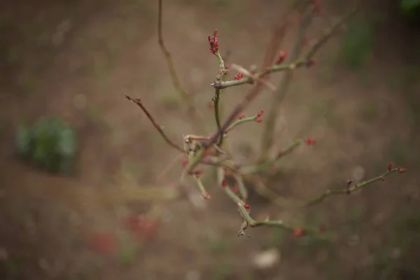 Branches Rose Small Red Shoots Buds — Stock Photo, Image