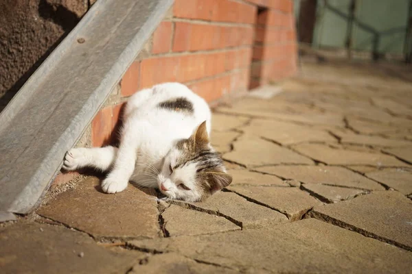 日当たりの良い庭で日光浴白い猫 春の庭でペットの可愛い肖像画 猫は床にこすり — ストック写真