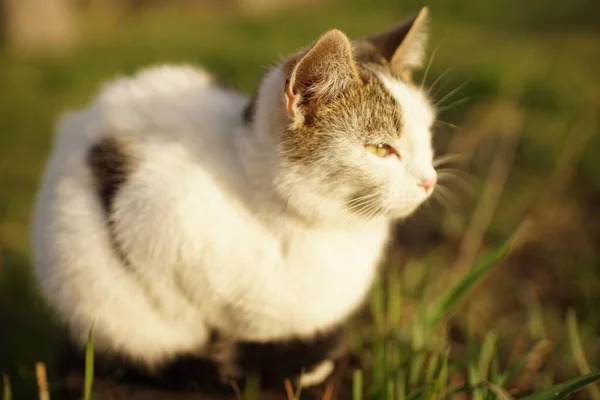 Cute White Kitten Sitting Green Grass Cute Young Cat Relaxes — Stock Photo, Image