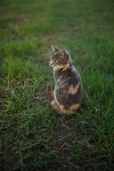 春の庭でかわいい灰猫の肖像画 緑の芝生の上のバックビュー — ストック写真