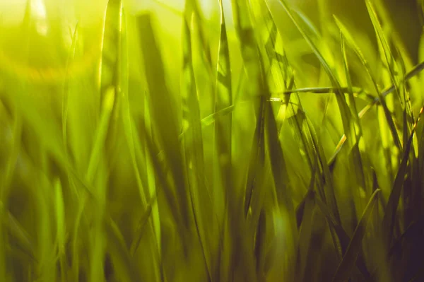阳光普照的花园里青草的自然背景 — 图库照片