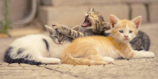 Gatinhos Bonitos Dormem Livre Chão Pedra Família Bebê Animais Dormindo — Fotografia de Stock