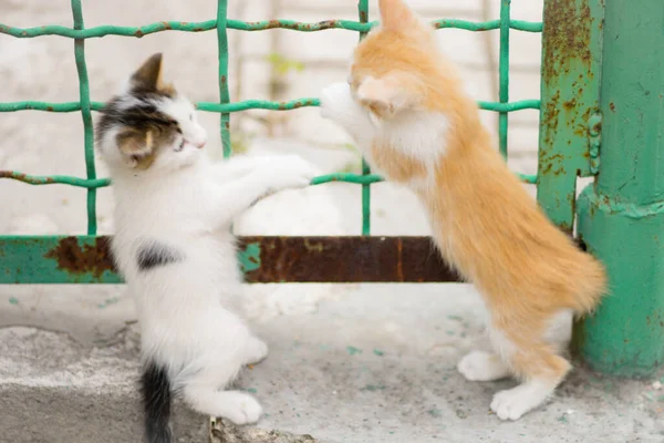 Twee Schattige Kittens Spelen Buurt Van Het Oude Hek Zomertuin — Stockfoto