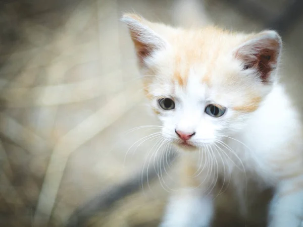 Niedliche Kätzchen Porträt Mit Einem Ernsthaften Neugierigen Blick — Stockfoto
