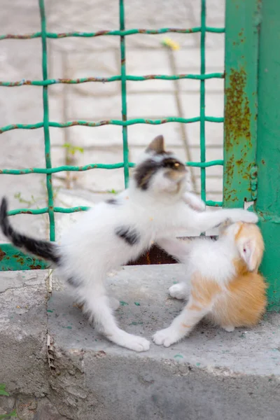 二つの面白い子猫は夏の庭の古いフェンスの近くで遊んでいます — ストック写真