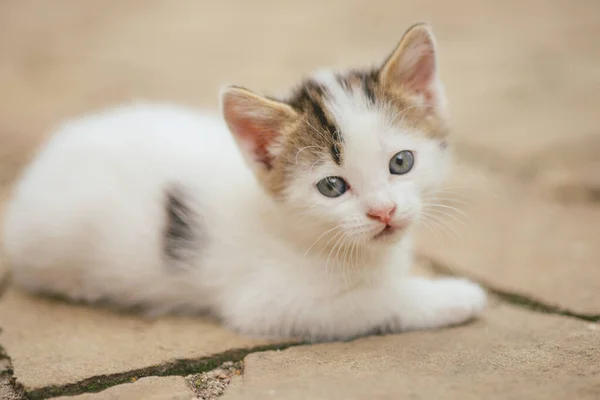 可爱的白色小猫躺在户外石板地板上 可爱的小猫特写镜头 — 图库照片