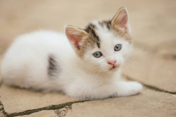 Lovely White Kitten Lies Stone Floor Outdoor Cute Small Kitty — Stock Photo, Image