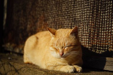 Tatlı kızıl kedi güneşli bir bahçede rahatla