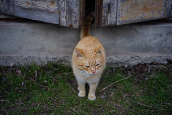 Ingwerkatze Der Nähe Alter Scheune Bei Geöffneter Tür — Stockfoto