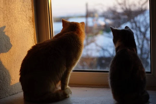 Két Kiscica Pihen Egy Napfényes Ablakpárkányon Télen Nézz Szabadban — Stock Fotó