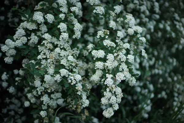Bush Cerezo Flor Con Pequeñas Flores Blancas Las Ramas — Foto de Stock