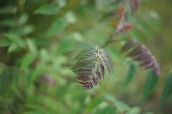 花园生长中的灌木上美丽的绿色紫色叶子 有选择的焦点 — 图库照片