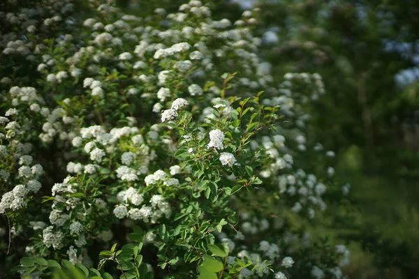 Bush Cerezo Flor Con Pequeñas Flores Blancas Cultivadas Parque Primavera — Foto de Stock