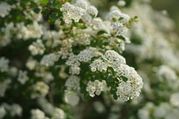 Bush Cerezo Flor Con Pequeñas Flores Blancas Cerca — Foto de Stock