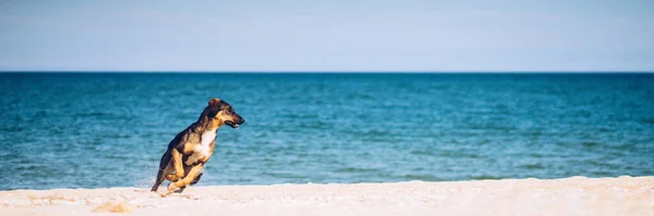 Молодой Щенок Бежит Морю Песчаному Пляжу Лицензионные Стоковые Изображения