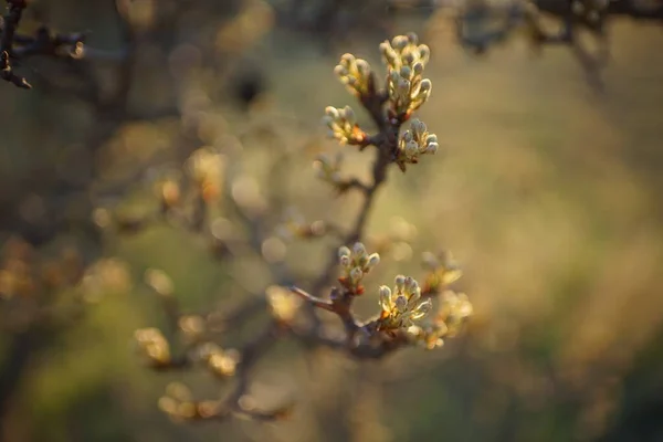 Blühende Birnbaumzweige Nahaufnahme Bei Sonnenuntergang Natur Frühling — Stockfoto