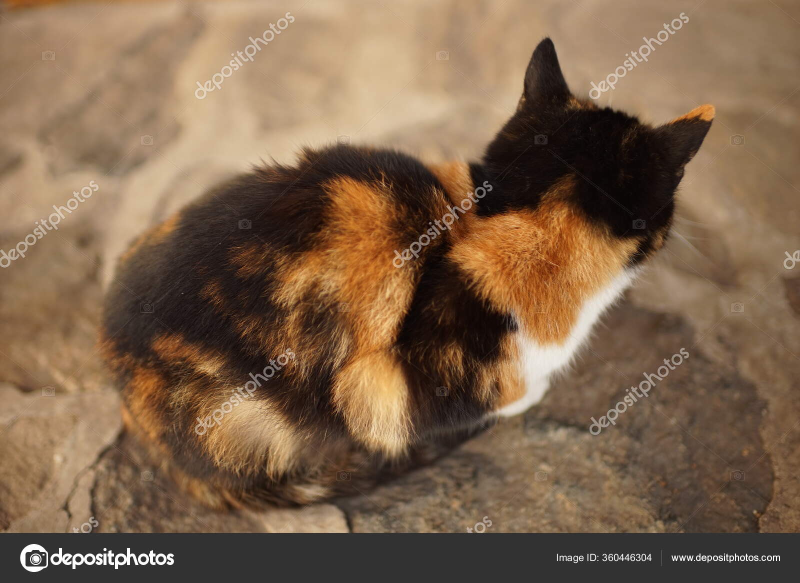 Repose Chat Tricolore Sur Sol Pierre Vue Arriere Laterale Image Libre De Droit Par Sonymoon C