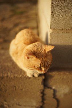 Güzel kızıl kedi, binanın yakınındaki taş zeminde sıcak bir günün tadını çıkarıyor..