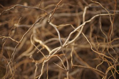 Bahar bahçesindeki yaşlı söğüt ağacı dalları yığını, seçici bir odak noktası