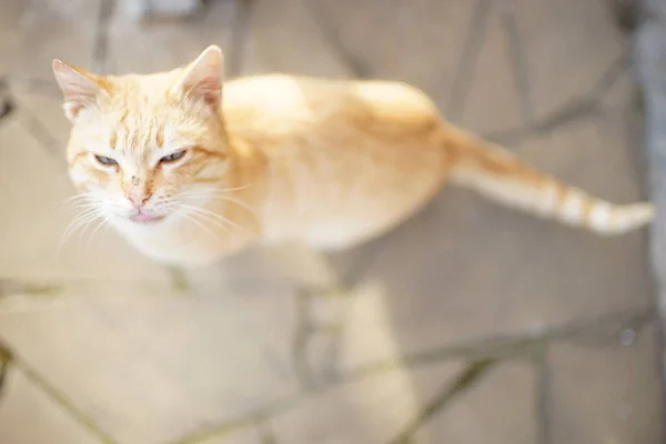 Ginger Gato Closeup Retrato Livre Chão Pedra Vista Superior — Fotografia de Stock