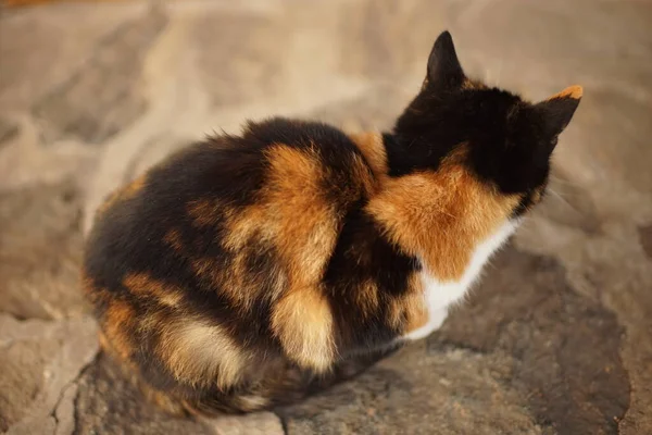 Tricolore Riposo Gatto Sul Pavimento Pietra Vista Laterale Posteriore — Foto Stock