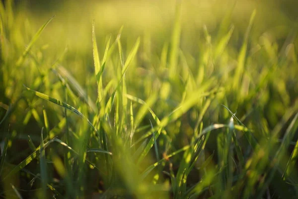 Taze Yeşil Çimenler Güneşli Bir Bahar Tarlasında Yetişir — Stok fotoğraf