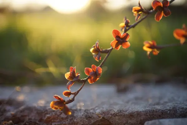 Κριθάρι Θάμνος Μικρά Κόκκινα Φύλλα Μεγαλώνει Ένα Ηλιόλουστο Κήπο Άνοιξη — Φωτογραφία Αρχείου