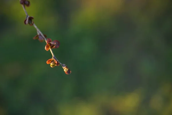 Rama Arbusto Barberry Con Pequeñas Hojas Rojas Crece Jardín Primavera — Foto de Stock