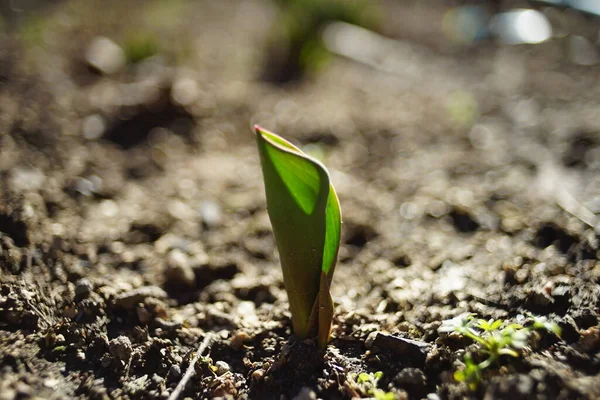 Μικρό Πράσινο Βλαστάρι Τουλίπας Αναπτύσσεται Στο Έδαφος Του Κήπου Ηλιόλουστη — Φωτογραφία Αρχείου