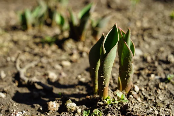 Маленькие Зеленые Ростки Тюльпанов Растут Земле Весной Солнечный День — стоковое фото