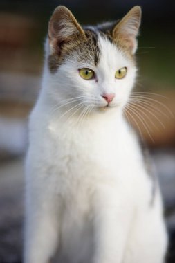 Beyaz kedi portresi yakın plan. Evcil hayvanlar. Genç benekli kedi..