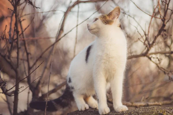 Vit Katt Bara Träd Grenar — Stockfoto