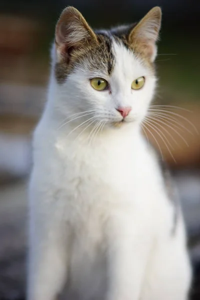 Retrato Gato Branco Close Animais Domésticos Jovem Gatinho Manchado — Fotografia de Stock