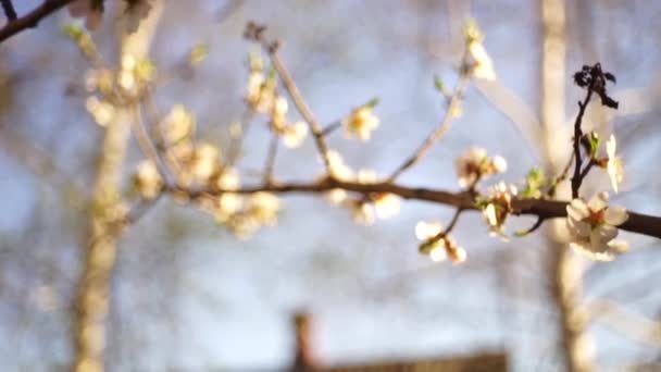 Amandelboom met grote mooie bloeiende witte bloemen. — Stockvideo