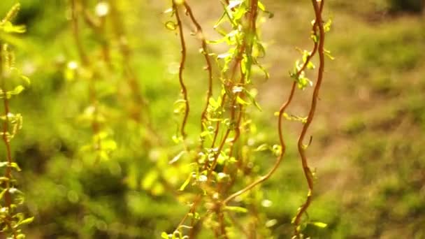 Плачущие ветви ивы с маленькими зелеными листьями в весеннем саду, селективный фокус, крупный план — стоковое видео
