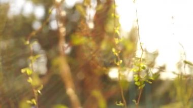 Ağlayan söğüt ağacı dalları bahar bahçesinde genç yeşil yapraklar, güneş ışınları tayfı