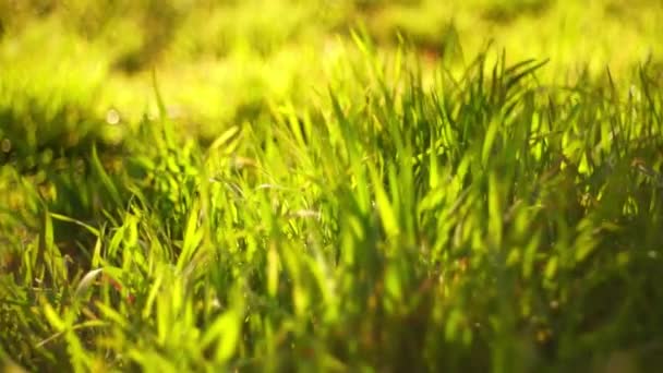 Campo di erba verde fresco primo piano . — Video Stock