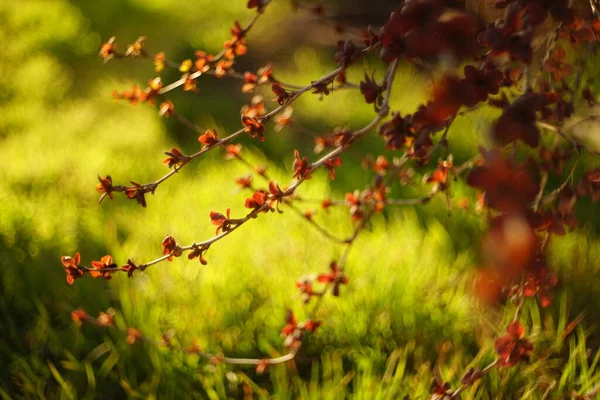 Κριθάρι θάμνος με μικρά κόκκινα φύλλα μεγαλώνει σε ένα ζωντανό κήπο άνοιξη. — Φωτογραφία Αρχείου