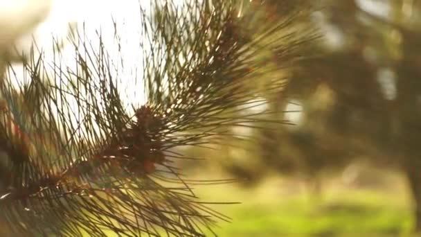 Pine branch beautifully lit by the sun. — Stock Video