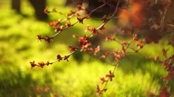 Barberry arbusto con pequeñas hojas rojas crece en un jardín soleado primavera . — Vídeos de Stock