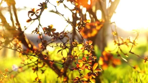 Een prachtige struik van bosbes met kleine rode bladeren groeit in een heldere lente zonnige tuin. — Stockvideo