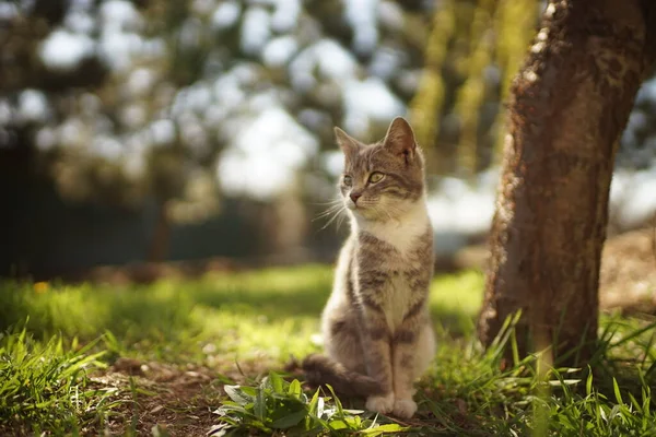 かわいい灰子猫や若い子猫は日当たりの良い庭で木の幹の近くの緑の草の上に座って — ストック写真