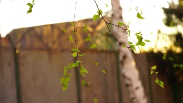 Młode liście brzozy na gałęziach. Wiosną. Naturalne wiejskie tło ogrodowe — Wideo stockowe