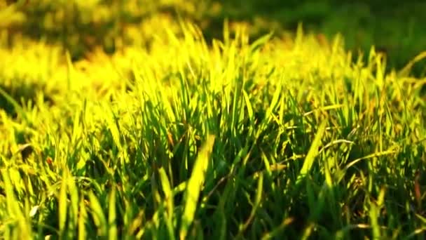 Césped verde fresco de cerca, vista de una casa rural en un jardín de primavera al atardecer, prado de nuevo — Vídeo de stock